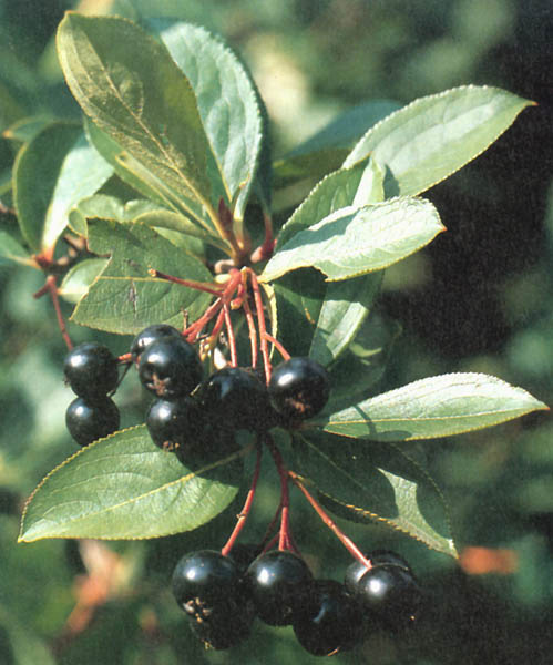 ARONIA melanocarpa
