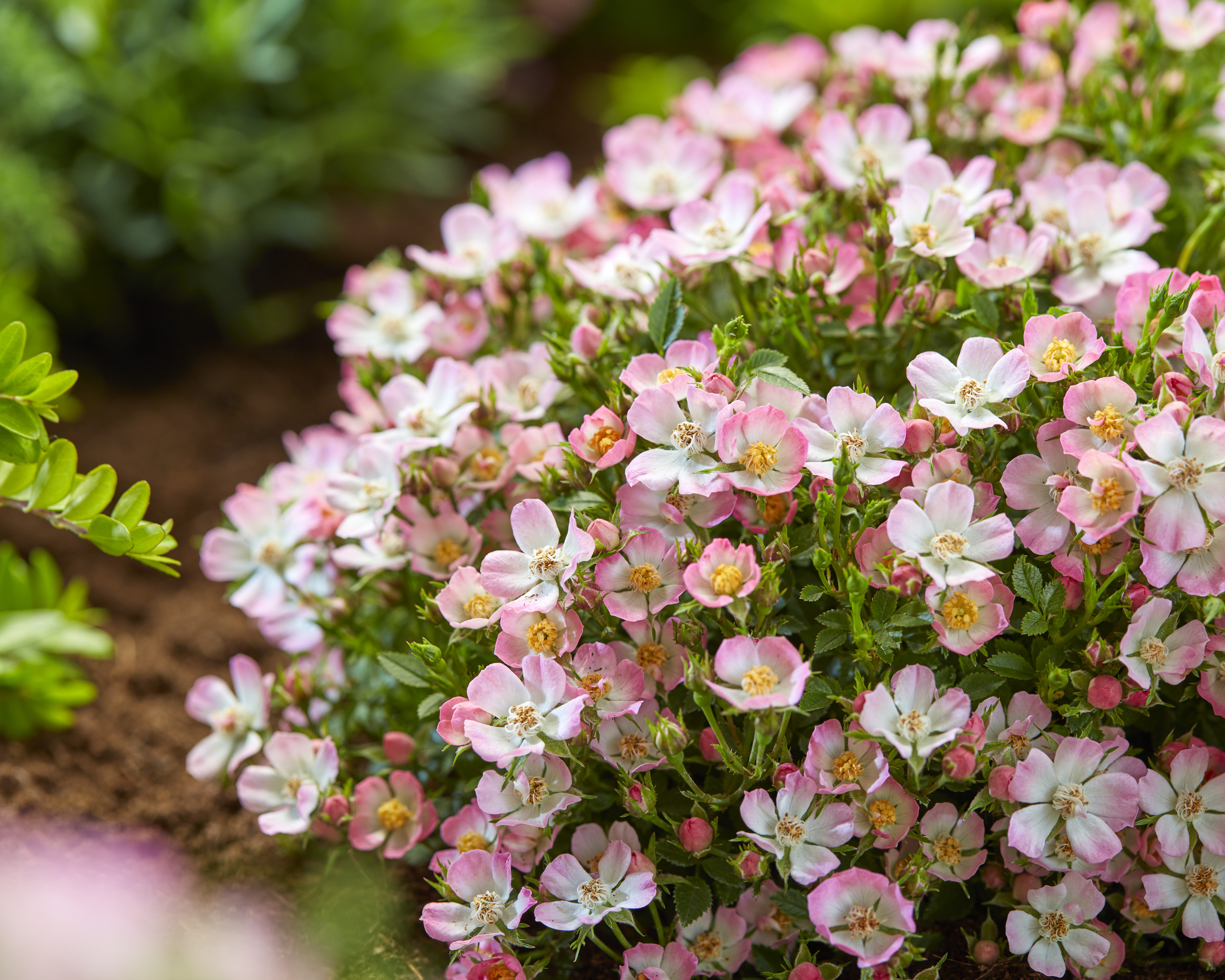 ROSA - HYBRIDE ´Cutie Pie´ (´ROP007´)Ⓢ