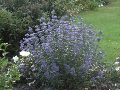caryopteris-grand-bleu-2