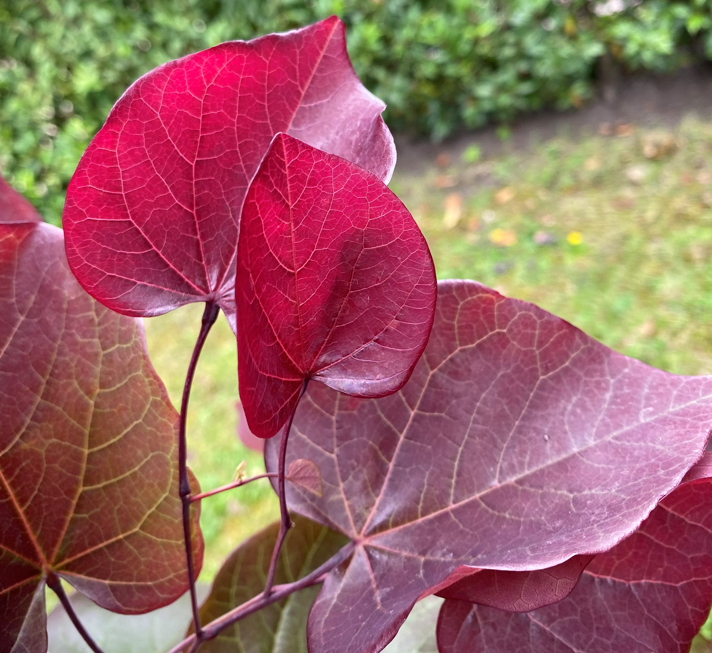 CERCIS-canadensis-Merlot-27