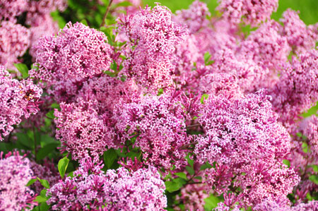 syringa-meyeri-lillifee-65787654a4334b