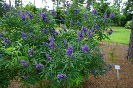 Vitex-Delta-Blues-9