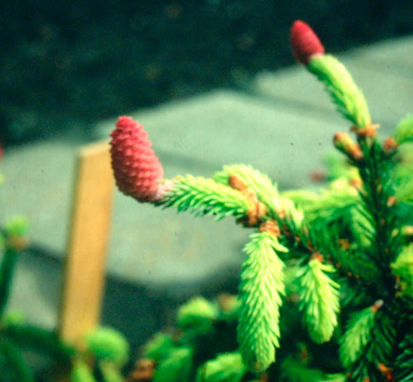 PICEA abies ´Acrocona´