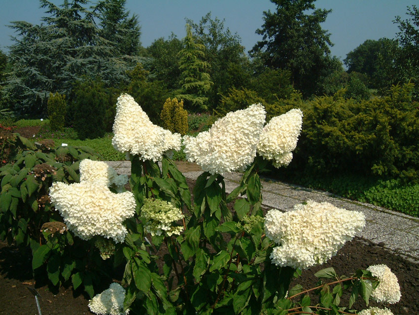 hydrangea-paniculata-grandiflora-3