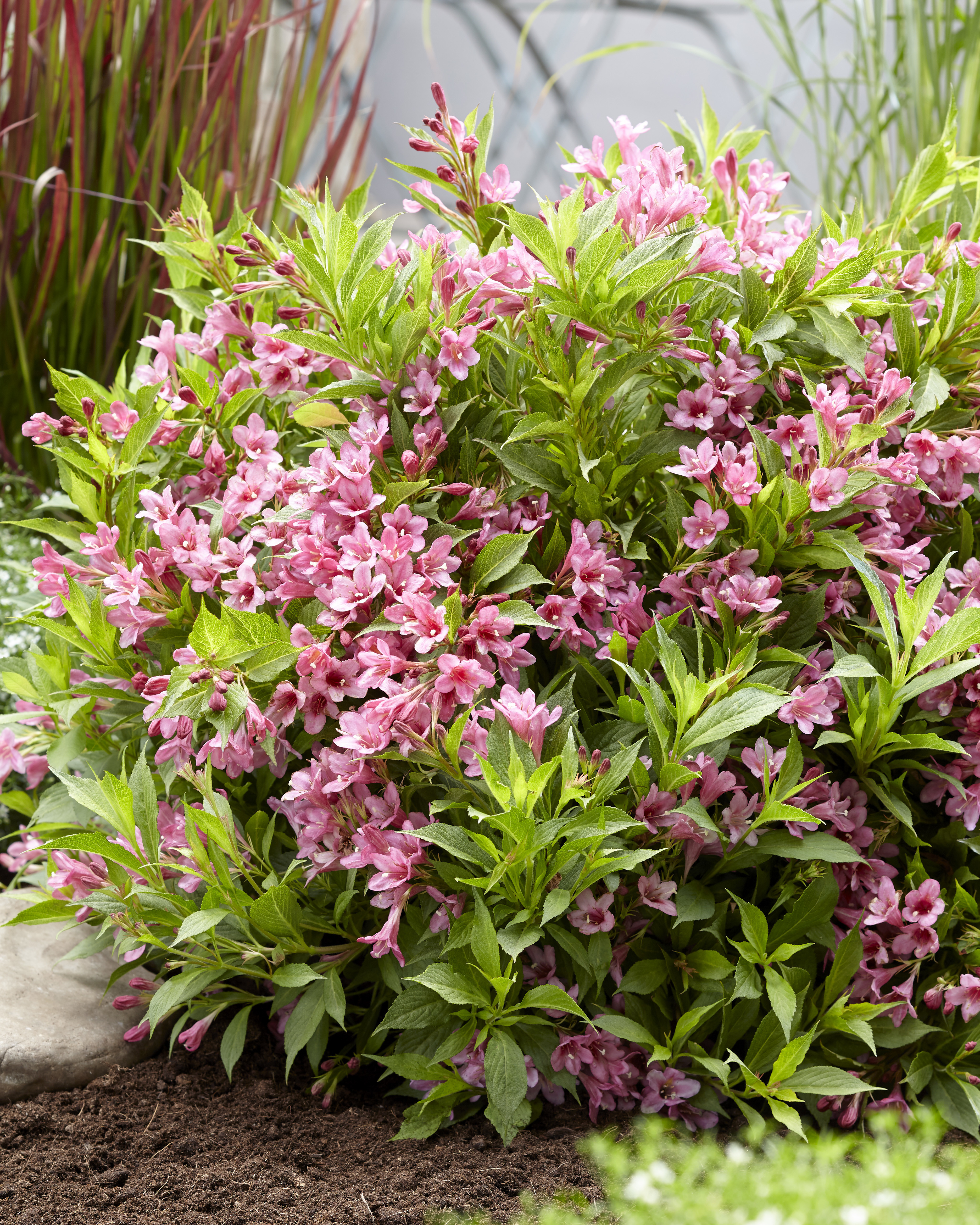 WEIGELA florida ´Picobella Rosa´ (´TVP2´)Ⓢ