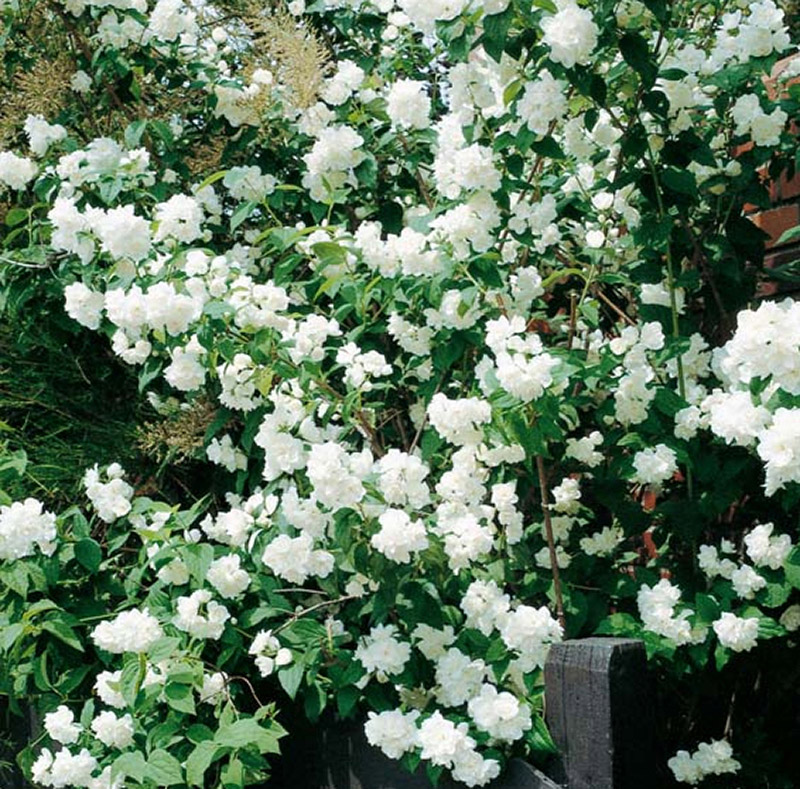 PHILADELPHUS ´Virginal´
