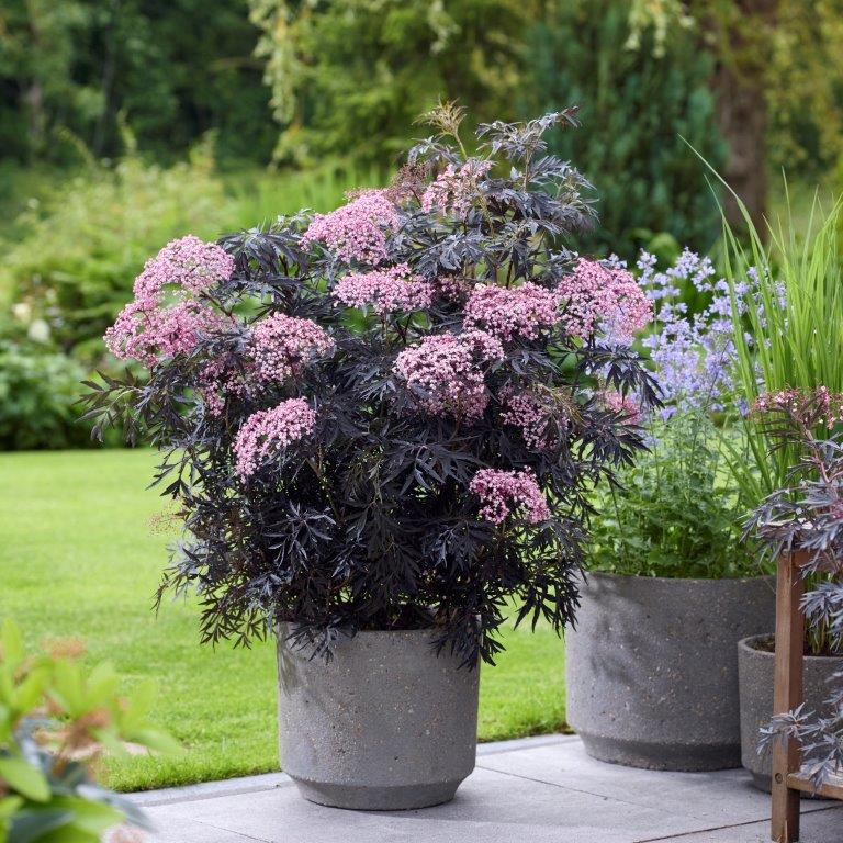 SAMBUCUS nigra ´Cherry Lace´ (´Hyfjolais´)Ⓢ