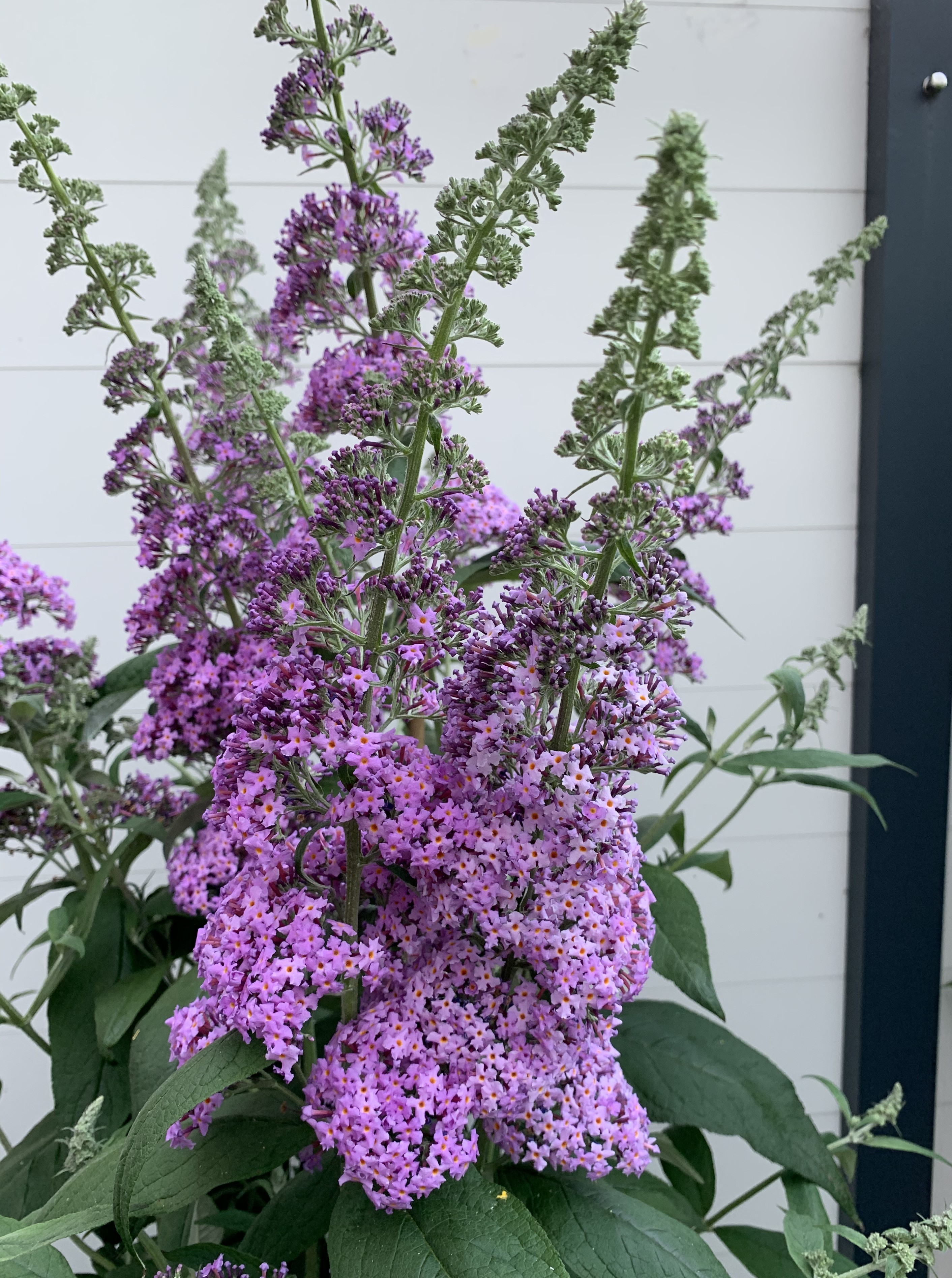 BUDDLEJA davidii ´Rêve de Papillon® Lavender´ (´Bostulu´)Ⓢ