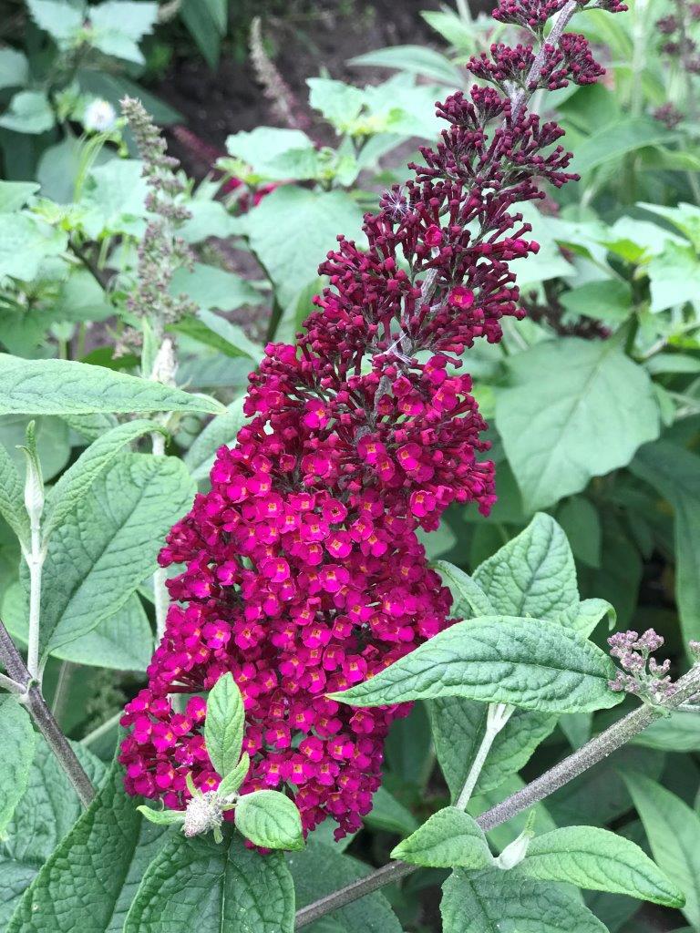 BUDDLEJA-davivii-Reve-de-Papillon-Red-CranRazz-13