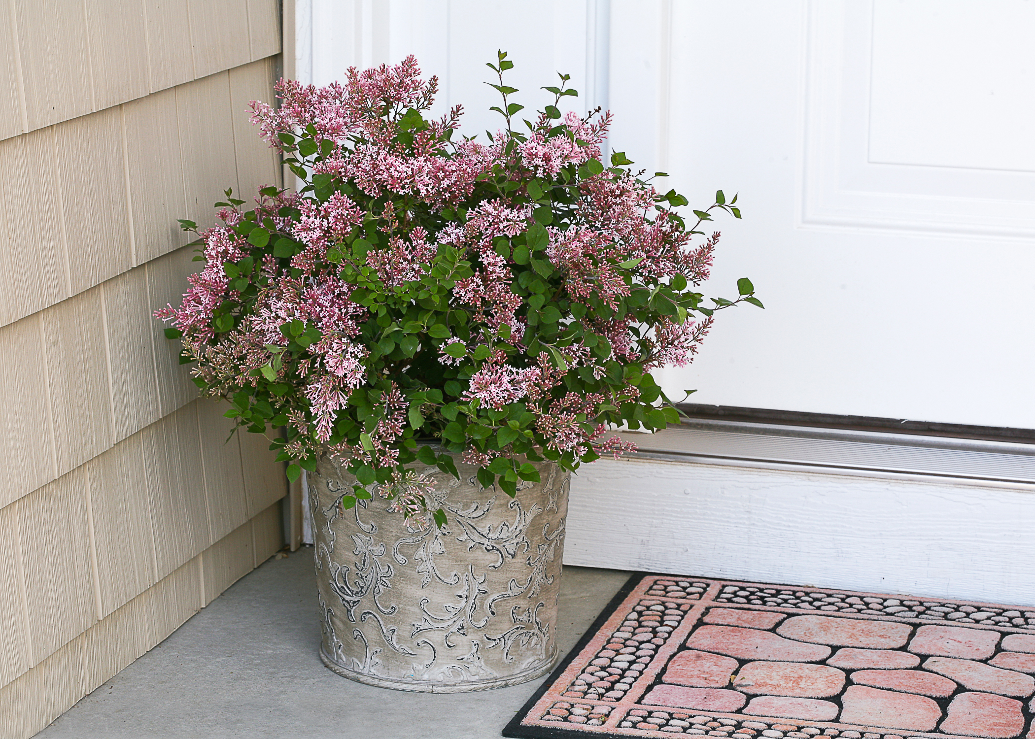 SYRINGA ´Bloomerang® Pink Perfume´Ⓢ