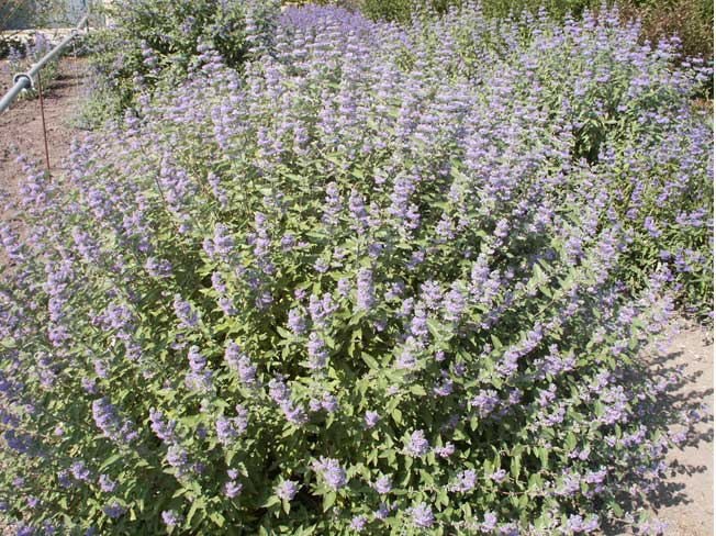 kew-blue-2