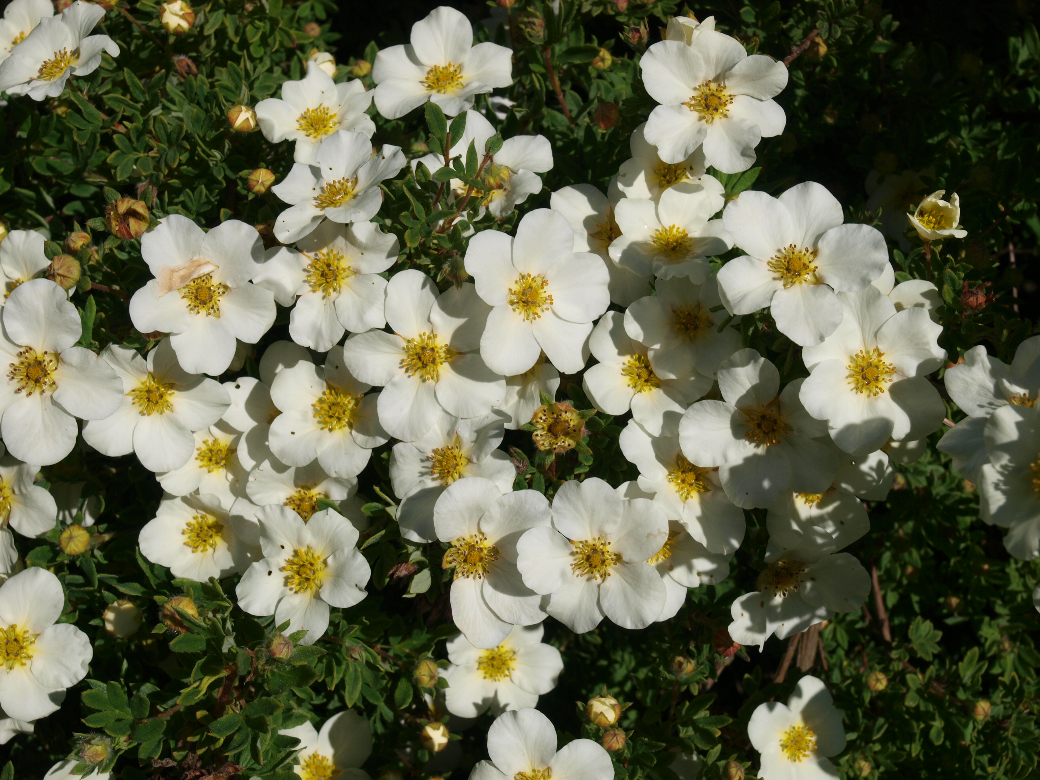 POTENTILLA fruticosa ´Abbotswood´