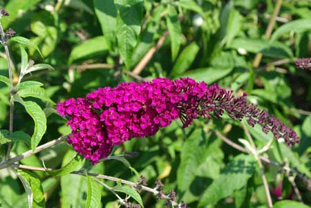 buddleja-davidii-royal-red-2543e3b1b34921