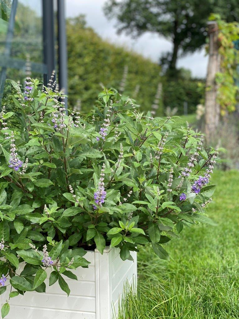 Vitex-Magical-Summertime-Blues-2