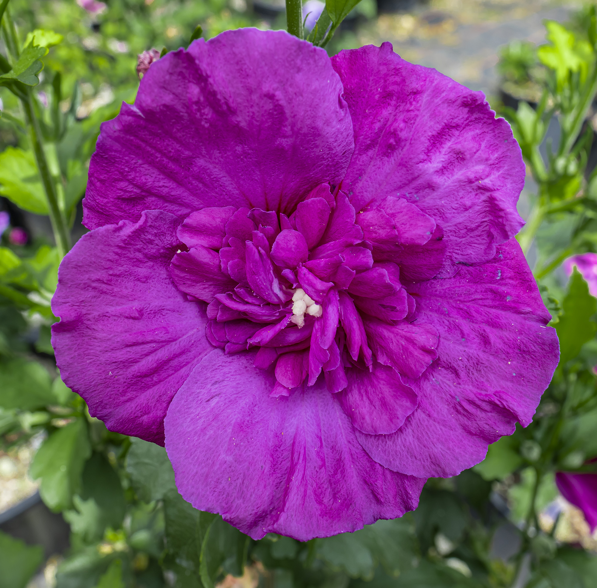 HIBISCUS syriacus ´Purple Chiffon´ (´Rwoods8´)Ⓢ