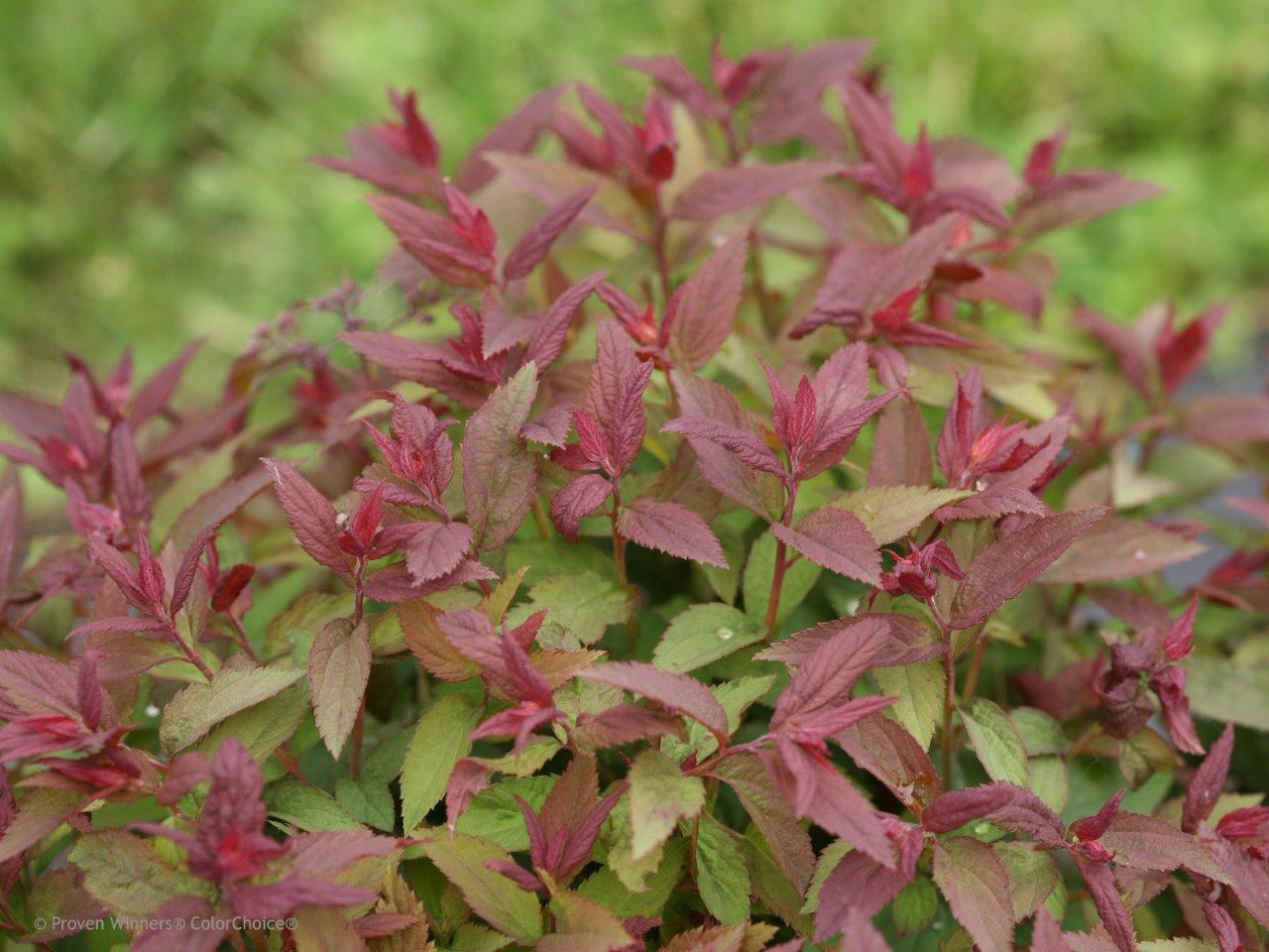 Spiraea-japonica-Double-Play-Red-2