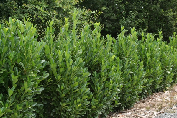 PRUNUS laurocerasus ´Greentorch´Ⓢ