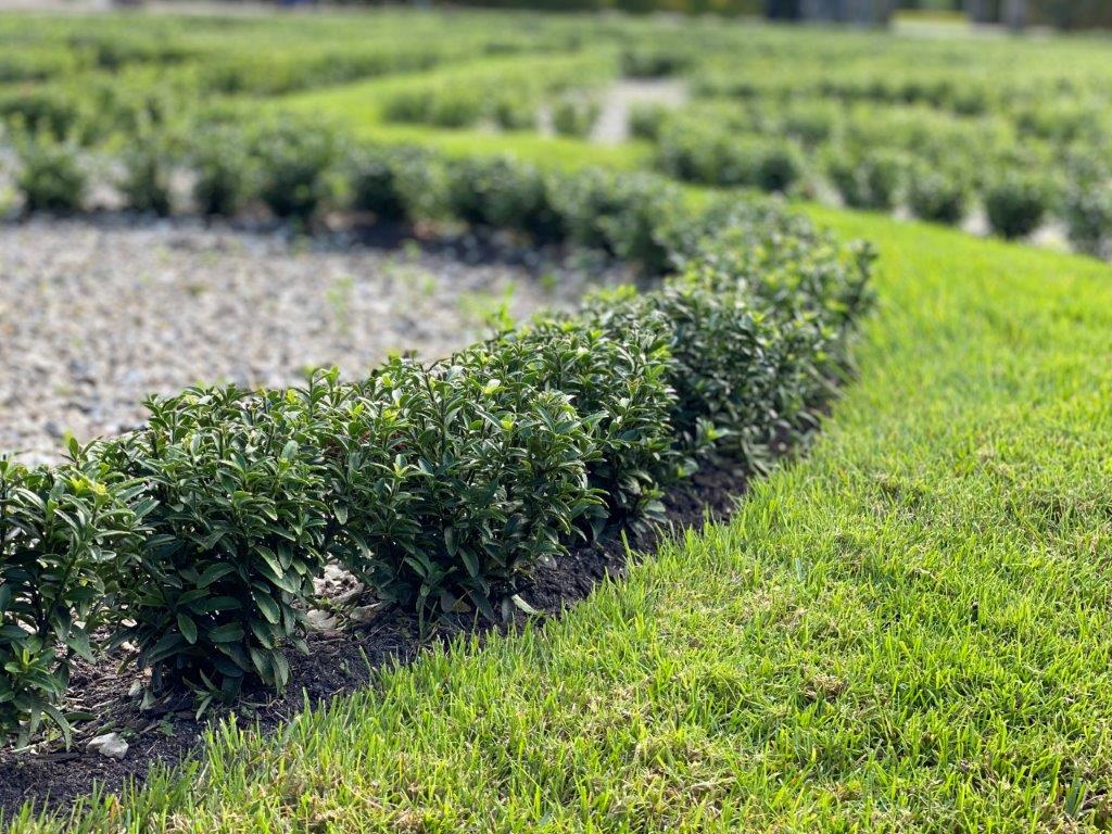 Euonymus-jap-Green-Empire-4