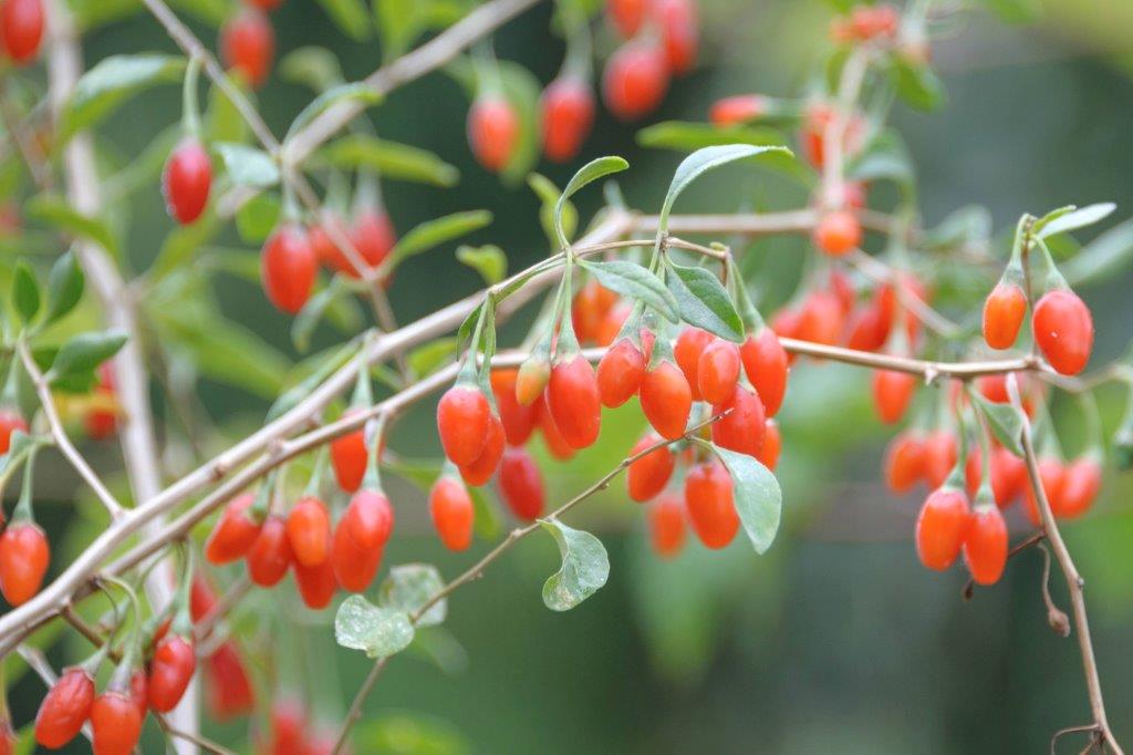 lycium-barbarum-sweet-lifeberry-r-2011-3315