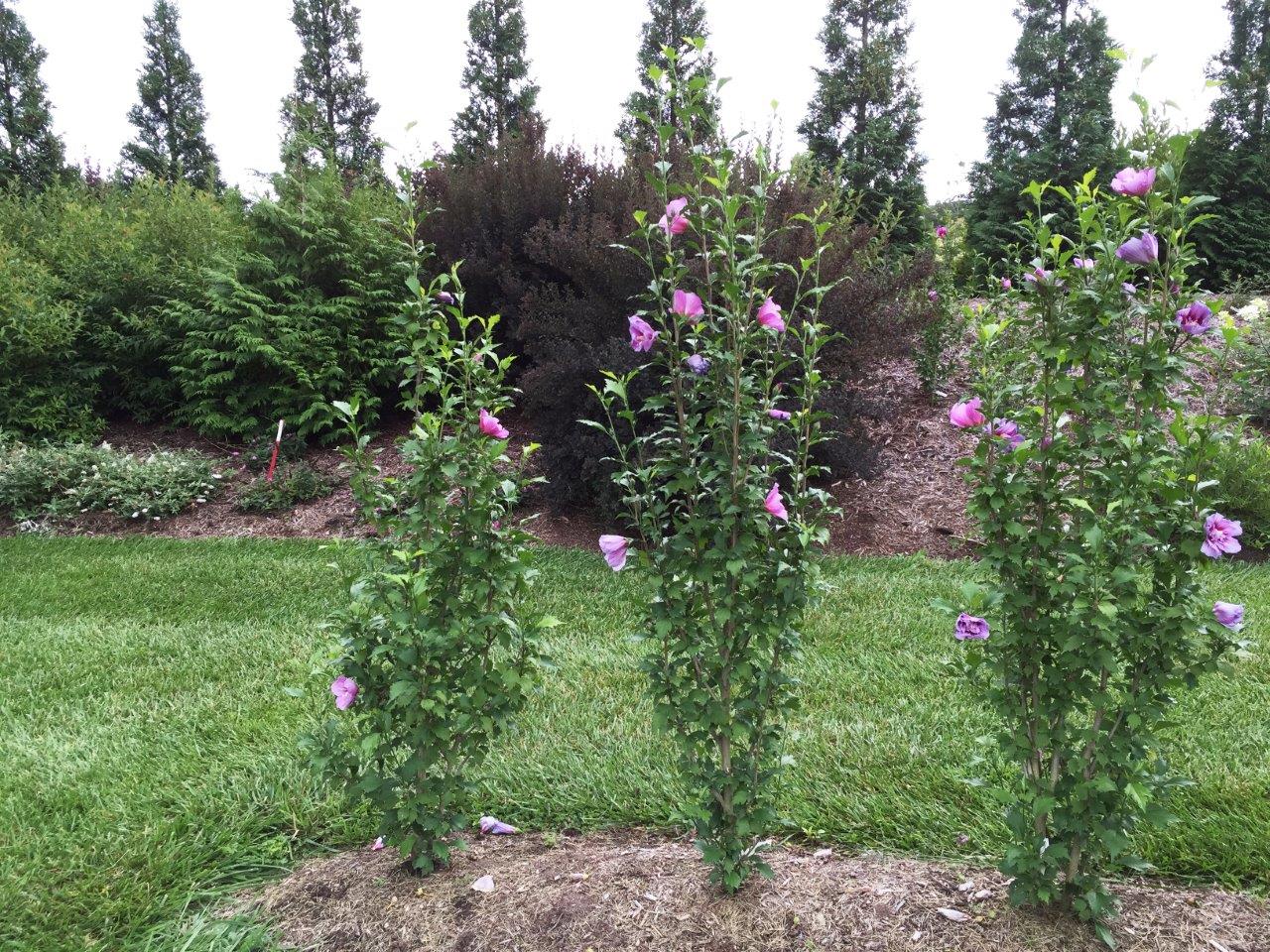 hibiscus-syriacus-purple-pillar-357bc03aadda48