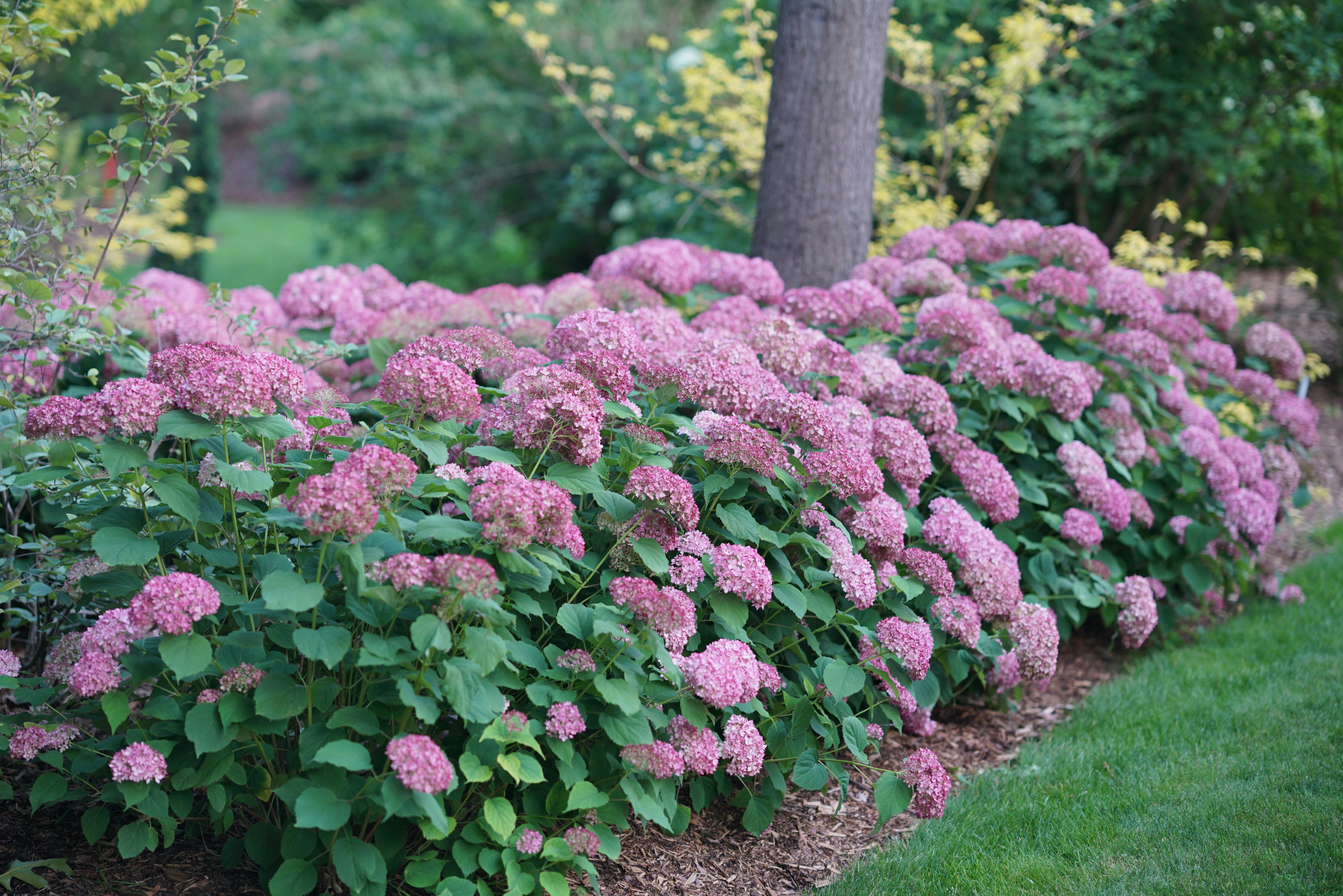 Hydrangea-arborescens-Pink-Annabelle-2