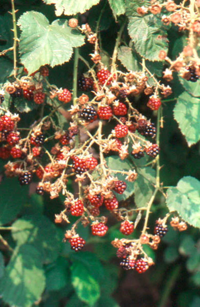 Blackberry 