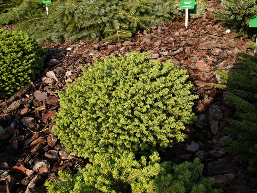 PICEA abies ´Little Gem´