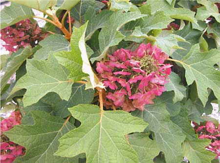 hydrangea-quercifolia-munchkin2