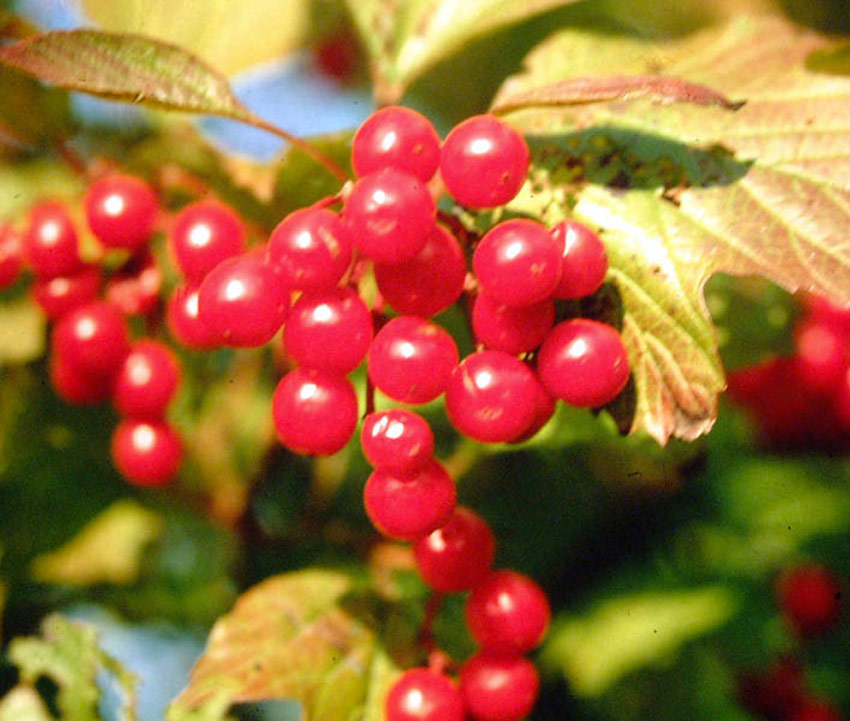 VIBURNUM opulus