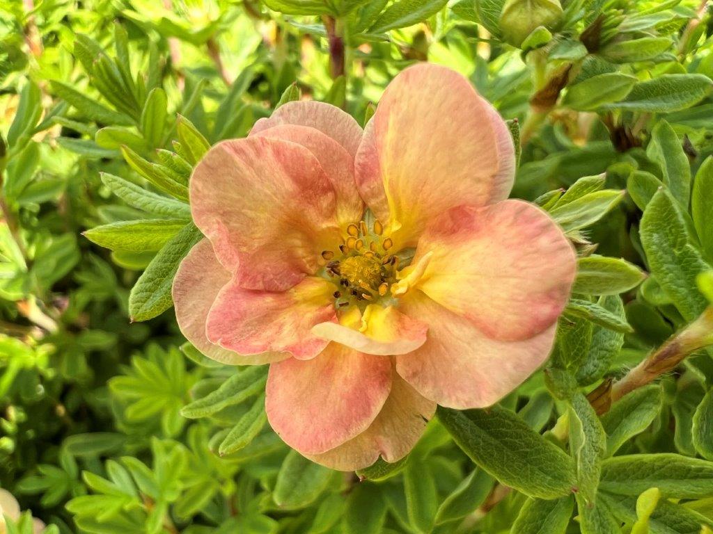 Potentilla-Bella-Apple-2