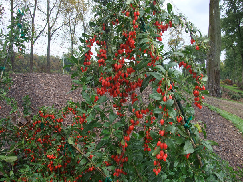 lycium-barbarum-sweet-lifeberry-33