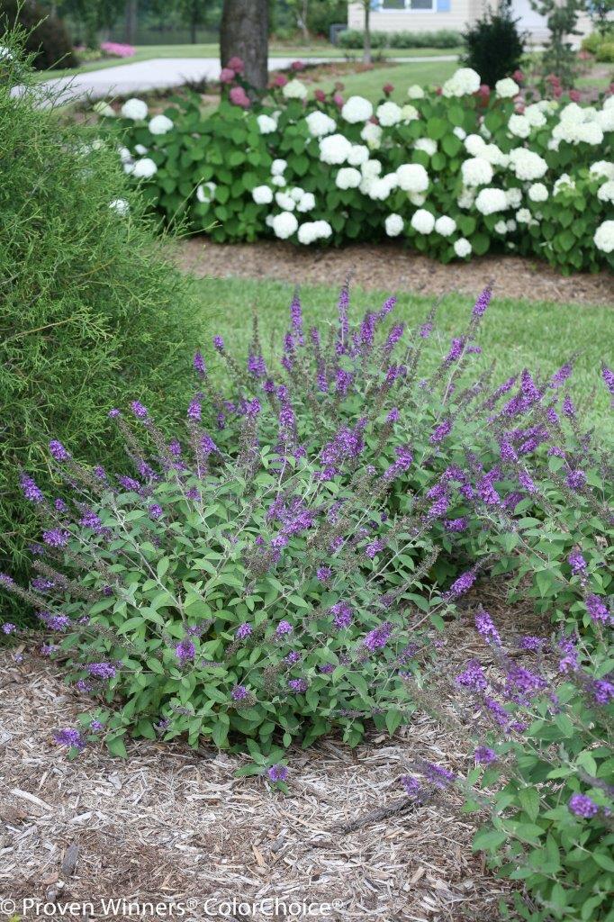 buddleja-blue-chip-jr57bbf7e9e0939