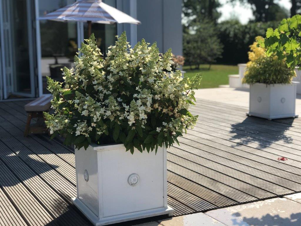 HYDRANGEA-paniculata-Magical-Vesuvio-22