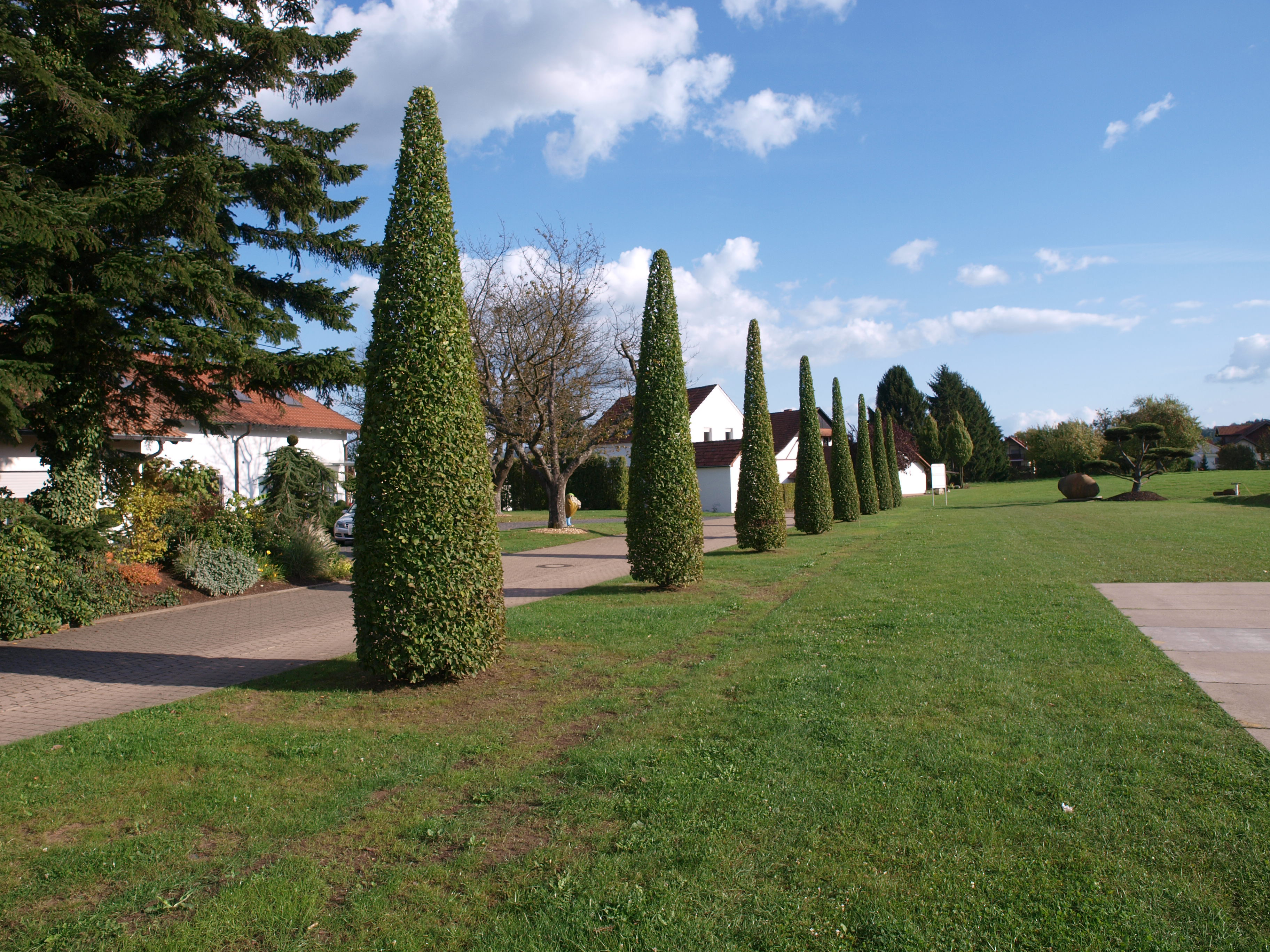 CARPINUS betulus ´Fastigiata´ (= ´Pyramidalis´, ´Erecta´)