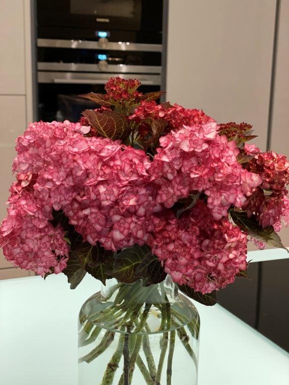 HYDRANGEA-macrophylla-Miss-Saori-6