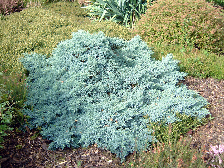 JUNIPERUS squamata ´Blue Star´