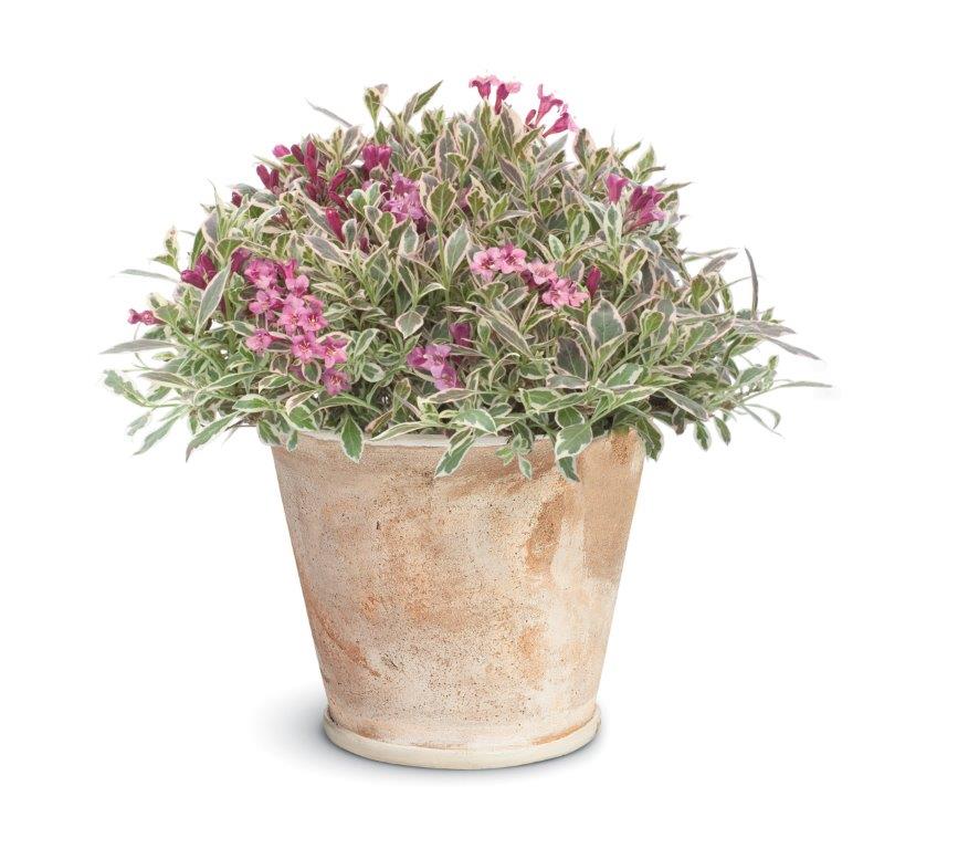 WEIGELA-florida-Monet-45e4fb00b8bca4