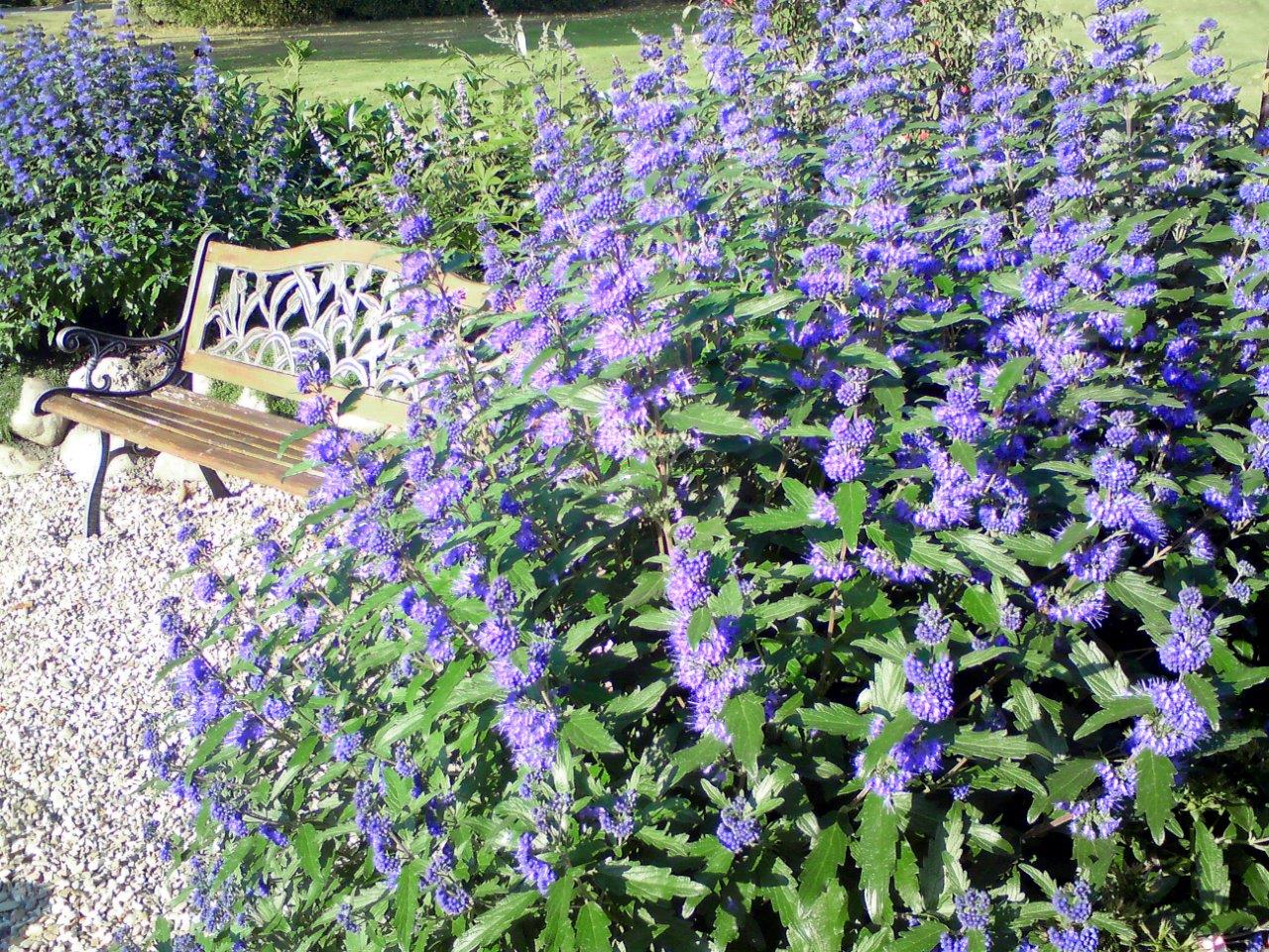 Caryopteris-Blue-Balloon-3