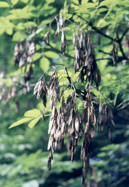 Common Ash, European Ash 