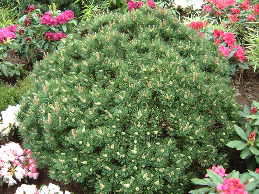 PINUS mugo ´Gnom´