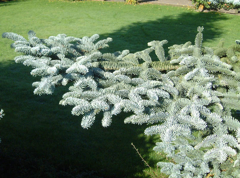 Noble Fir 