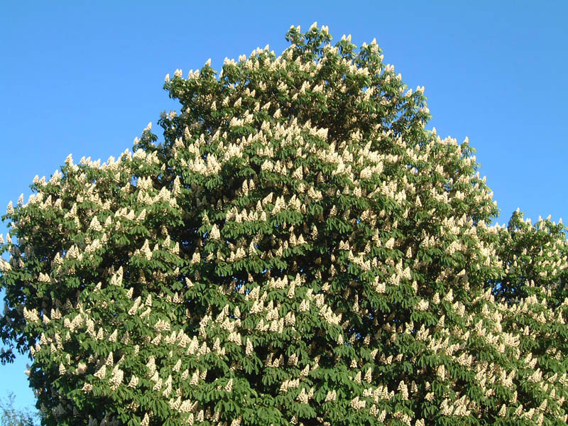 Common Horse Chestnut, Buckeye 