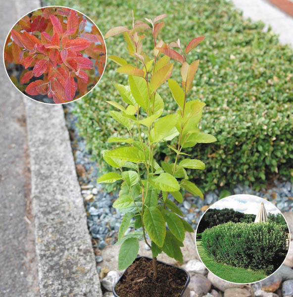 amelanchier-canadensis-rainbow-pillar-10