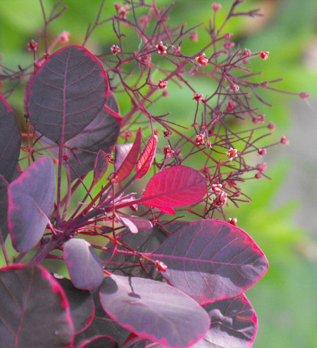 cotinus-coggygria-lilla-21
