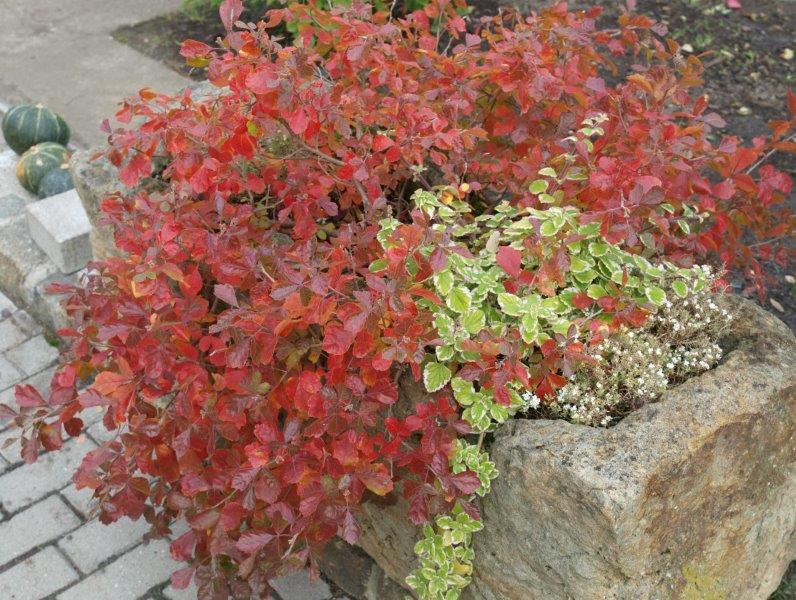RHUS-aromatica-Glow-Low-3