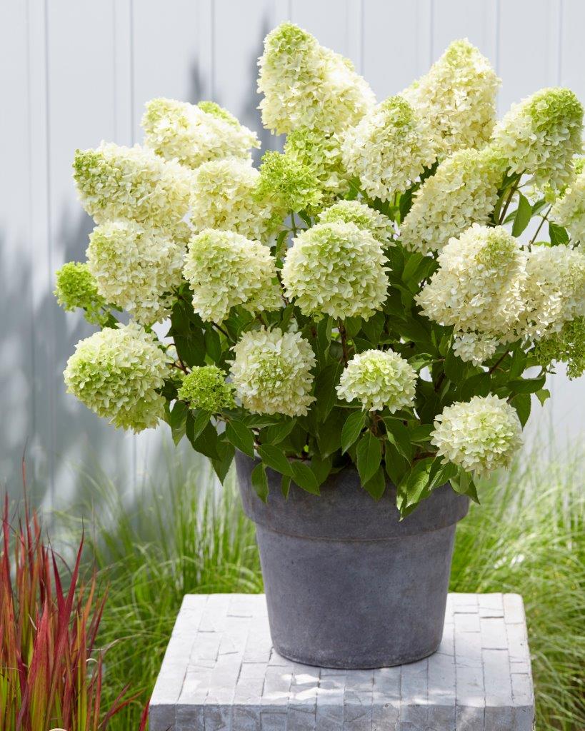 Hydrangea-Skyfall-10