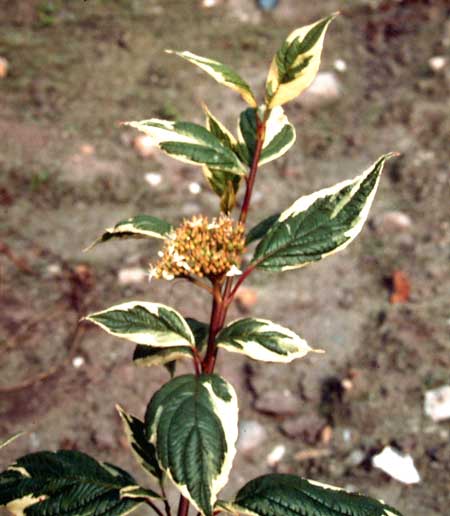 cornus-alba-sibirica-variegata