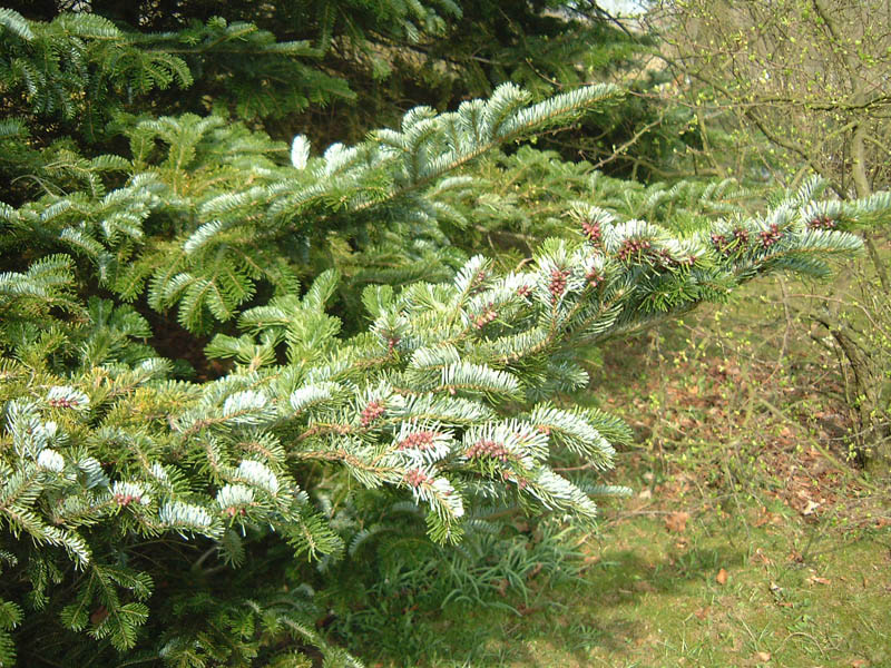 ABIES veitchii