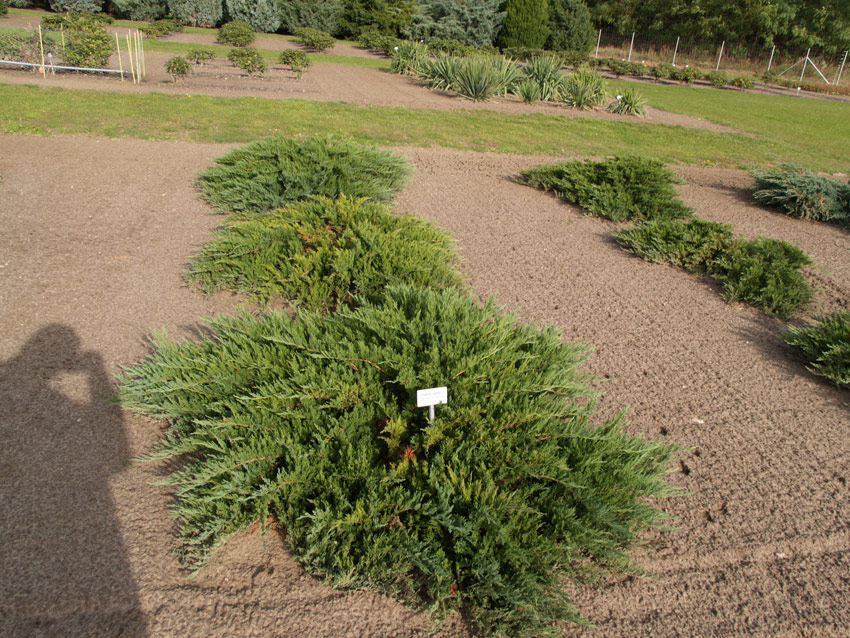 Tamarix Juniper 