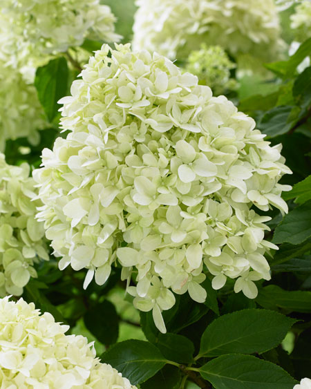 Hydrangea_Little-Spooky2